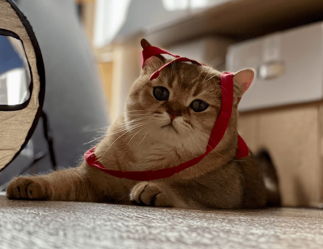 Toast wearing a ribbon